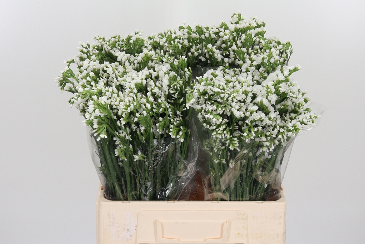 Limonium Sinuatum Olga White 60cm 75gr.