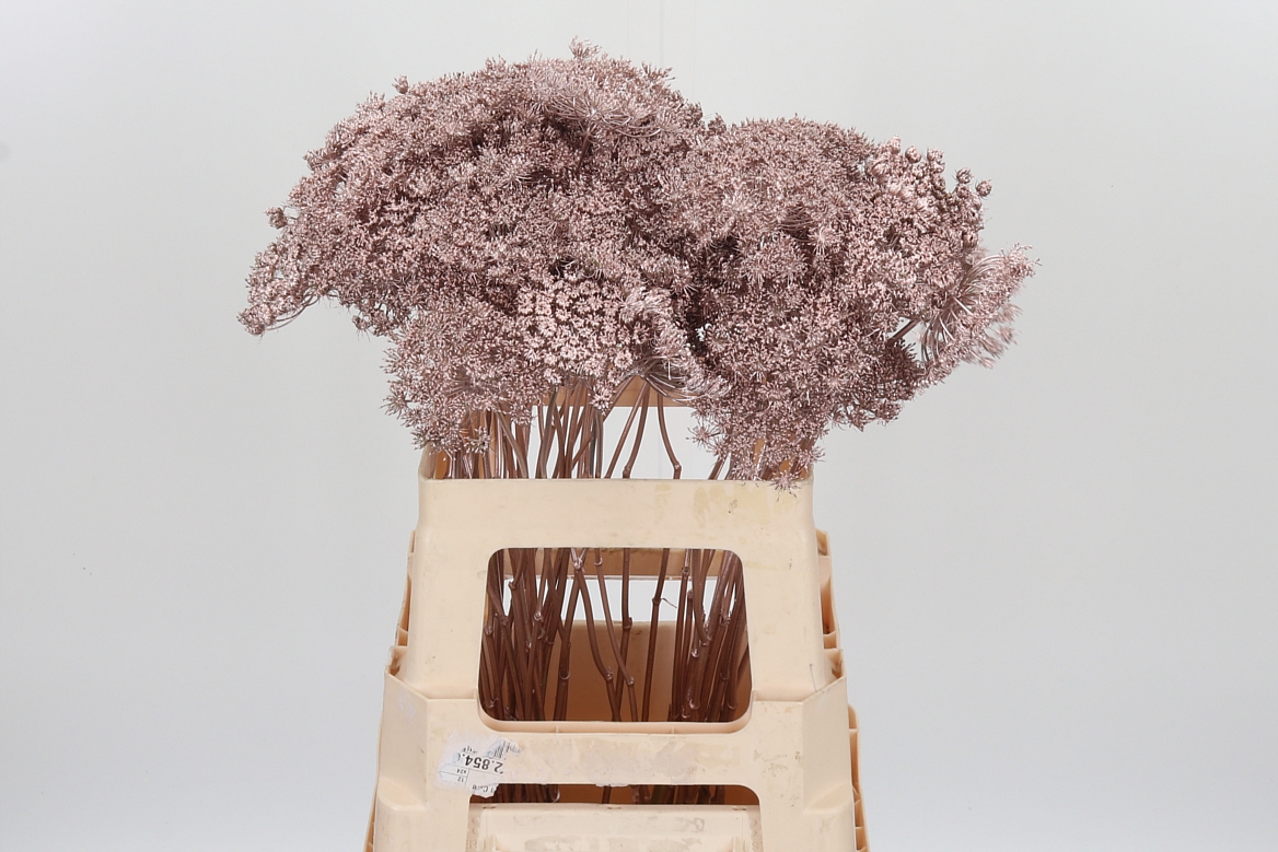 Ammi Painted Champagne 60cm