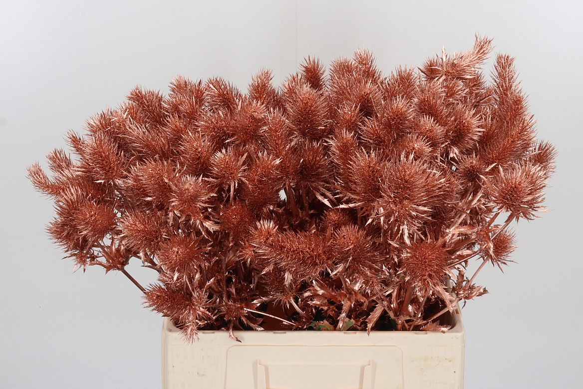 Eryngium Painted Supernova Copper 60cm