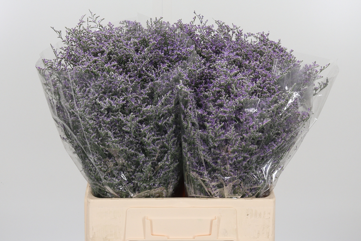 Limonium Painted Antique Gold 60cm 75gr.