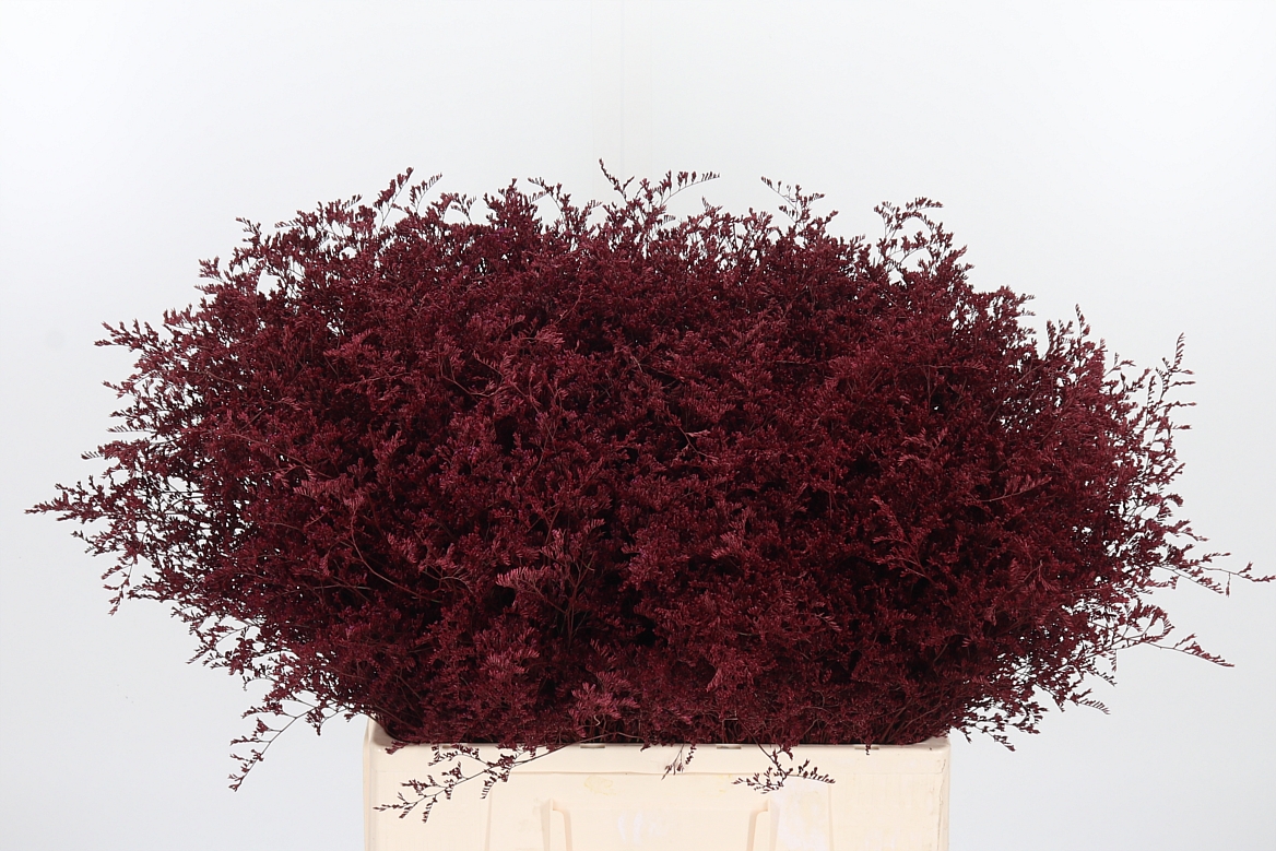 Limonium Painted Bordeaux 60cm 75gr.