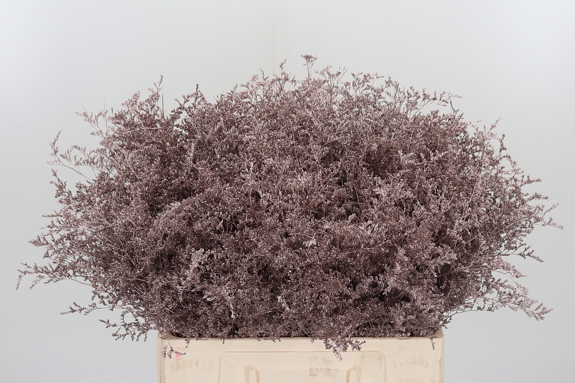 Limonium Painted Champagne 60cm 75gr.