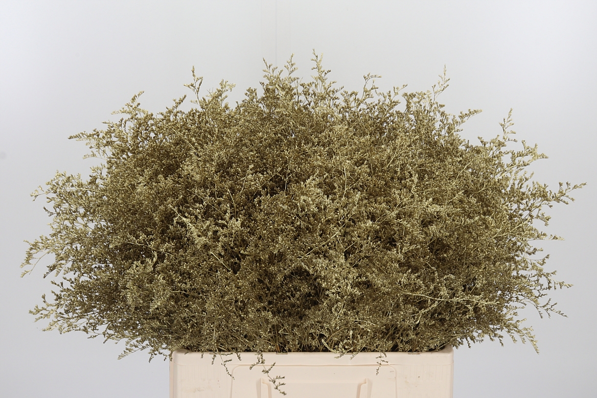 Limonium Painted Gold 60cm 75gr.