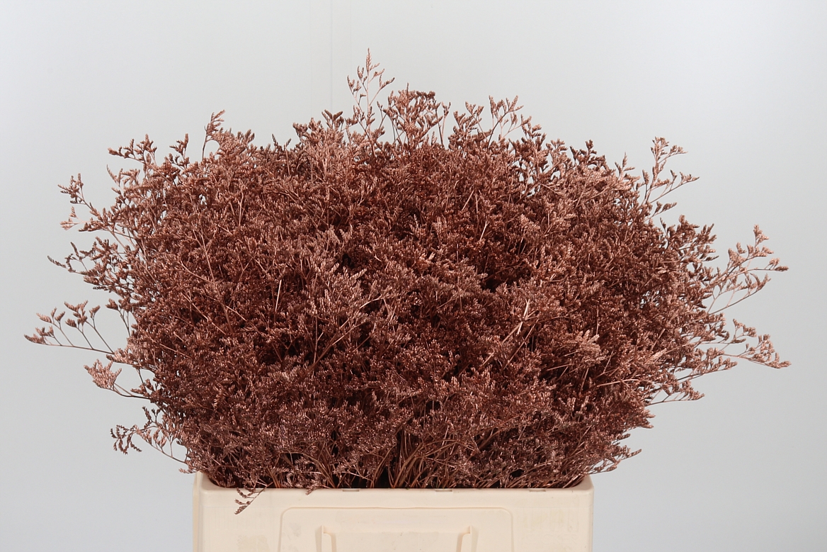 Limonium Painted Copper 60cm 75gr.