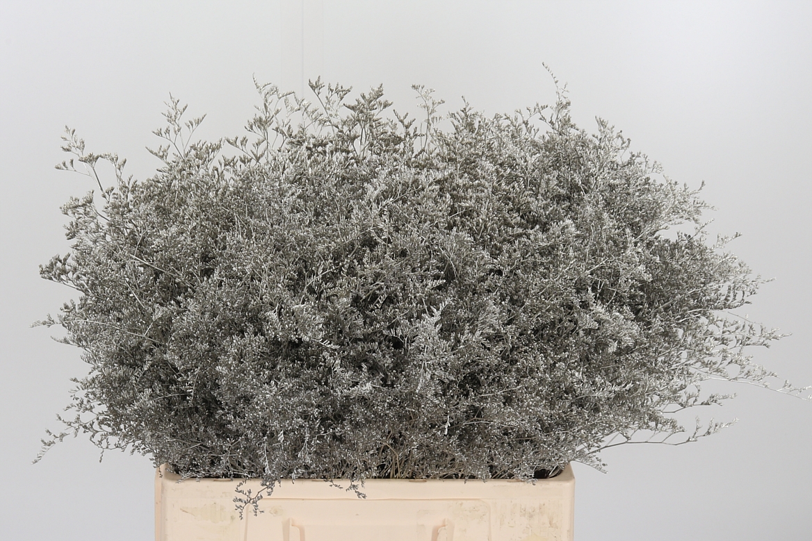 Limonium Painted Platinum 60cm 75gr.