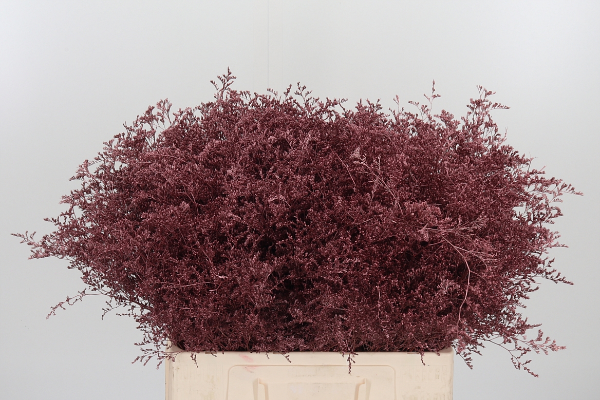 Limonium Painted Rose Gold 60cm 75gr.