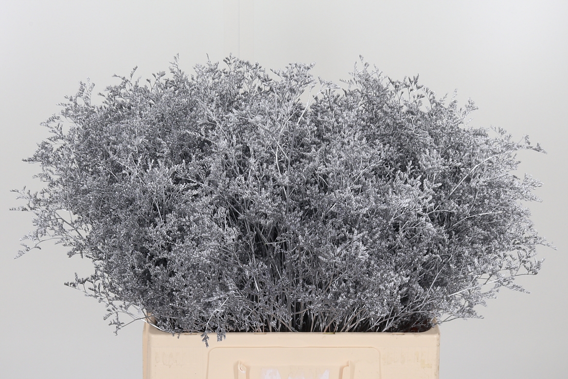 Limonium Painted Silver 60cm 75gr.