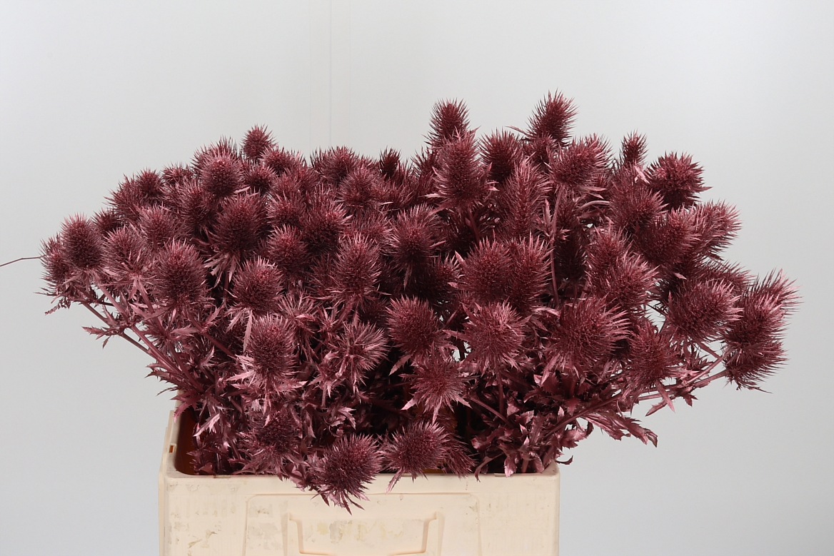 Eryngium Painted Supernova Rose Gold 60cm