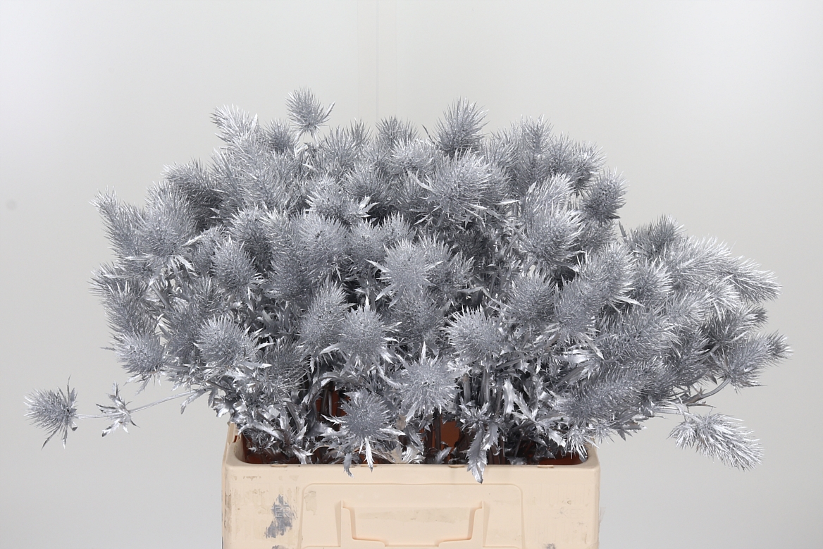 Eryngium Painted Supernova Silver 60cm