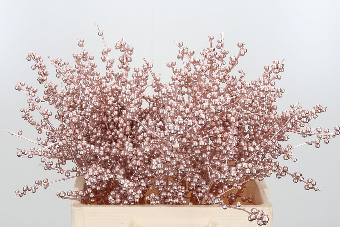 Ilex Painted Champagne 60cm