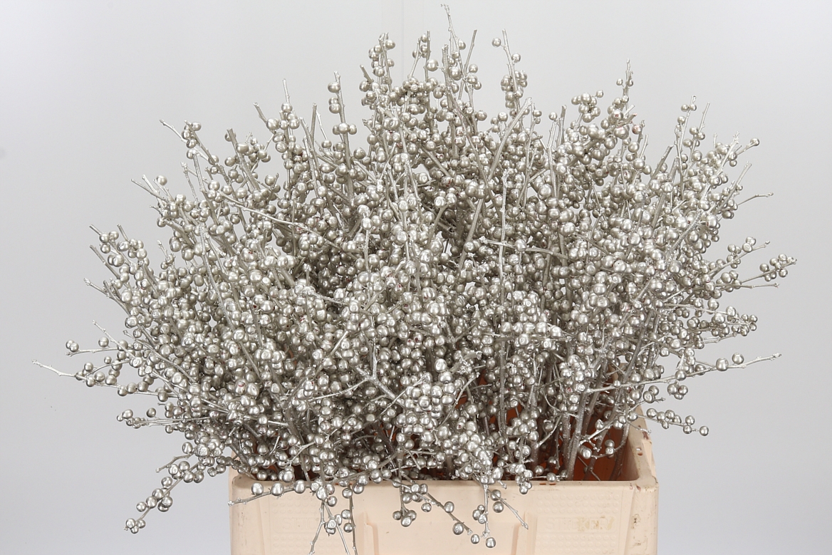 Ilex Painted Platinum 60cm