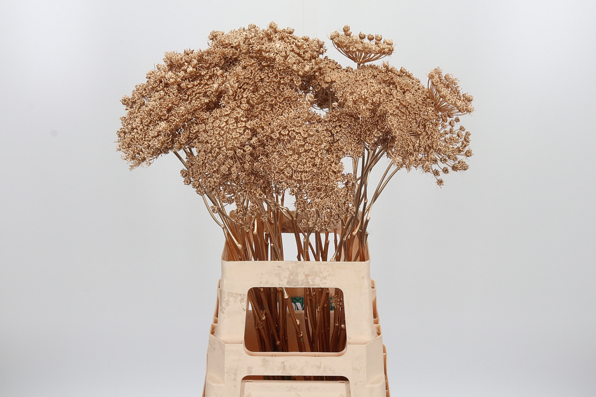 Ammi Painted Antique Gold 70cm