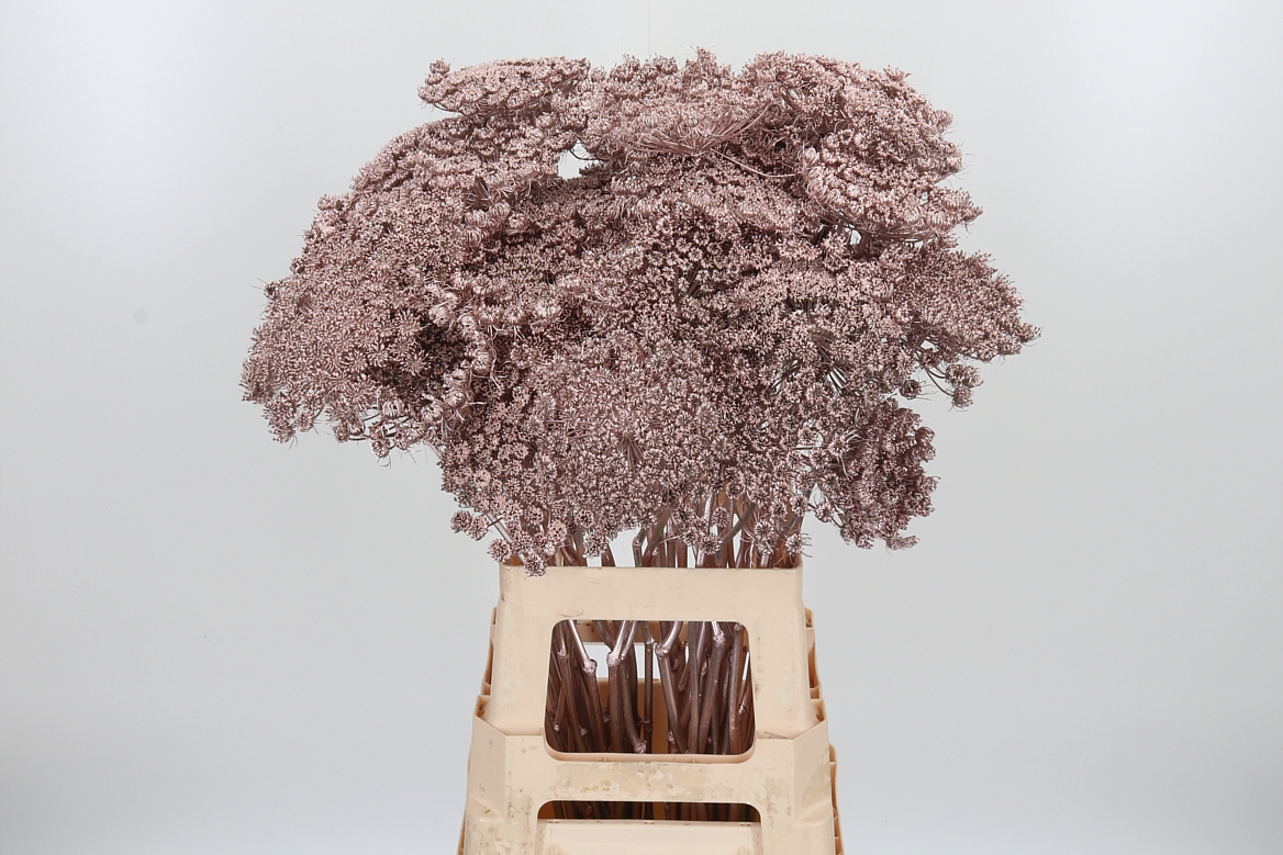Ammi Painted Champagne 70cm