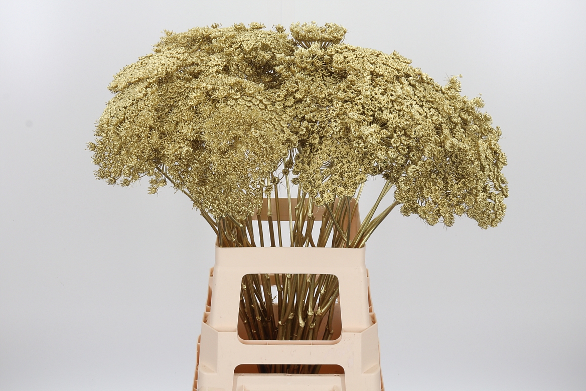 Ammi Painted Gold 70cm