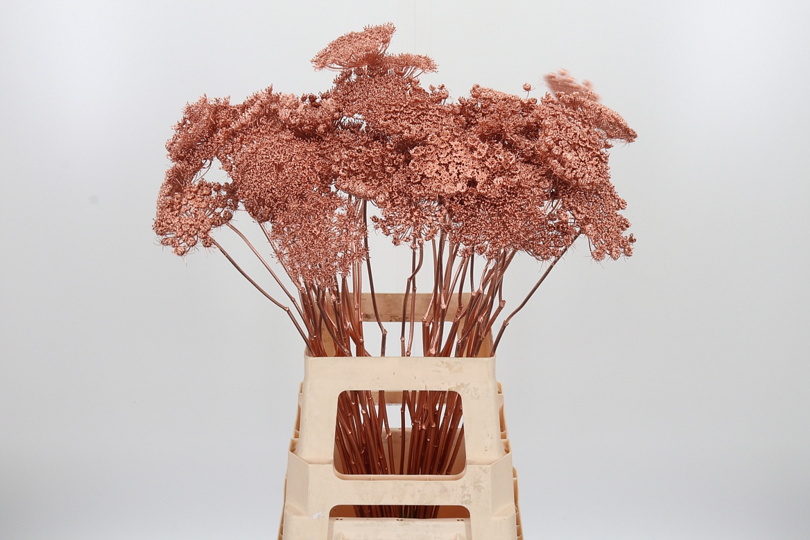 Ammi Painted Copper 70cm