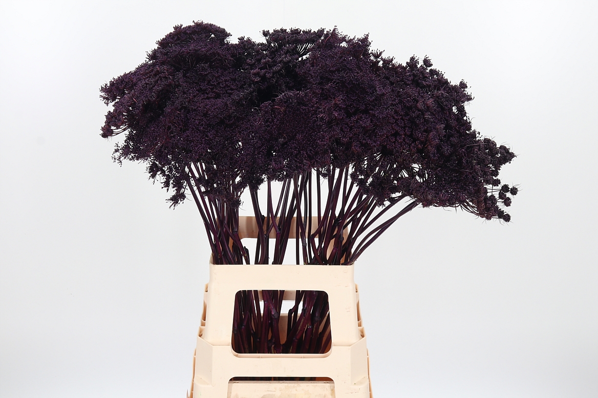 Ammi Painted Aubergine 70cm