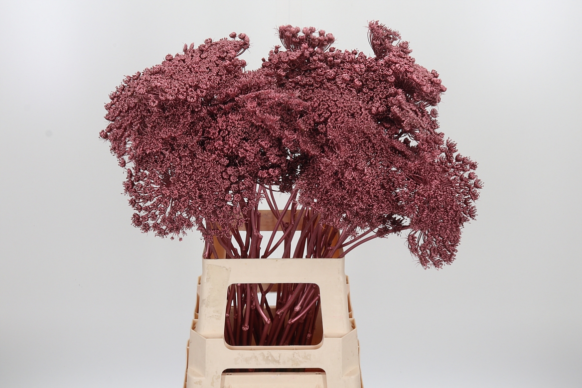 Ammi Painted Rose Gold 70cm