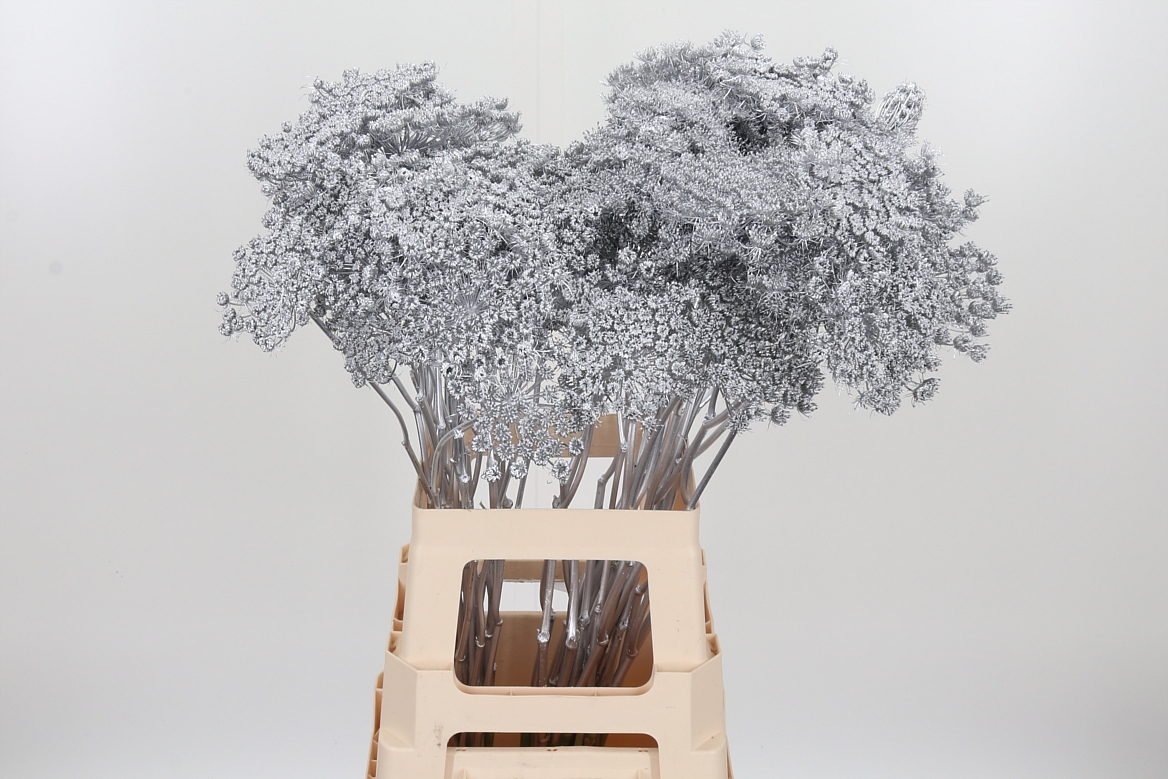 Ammi Painted Silver 70cm