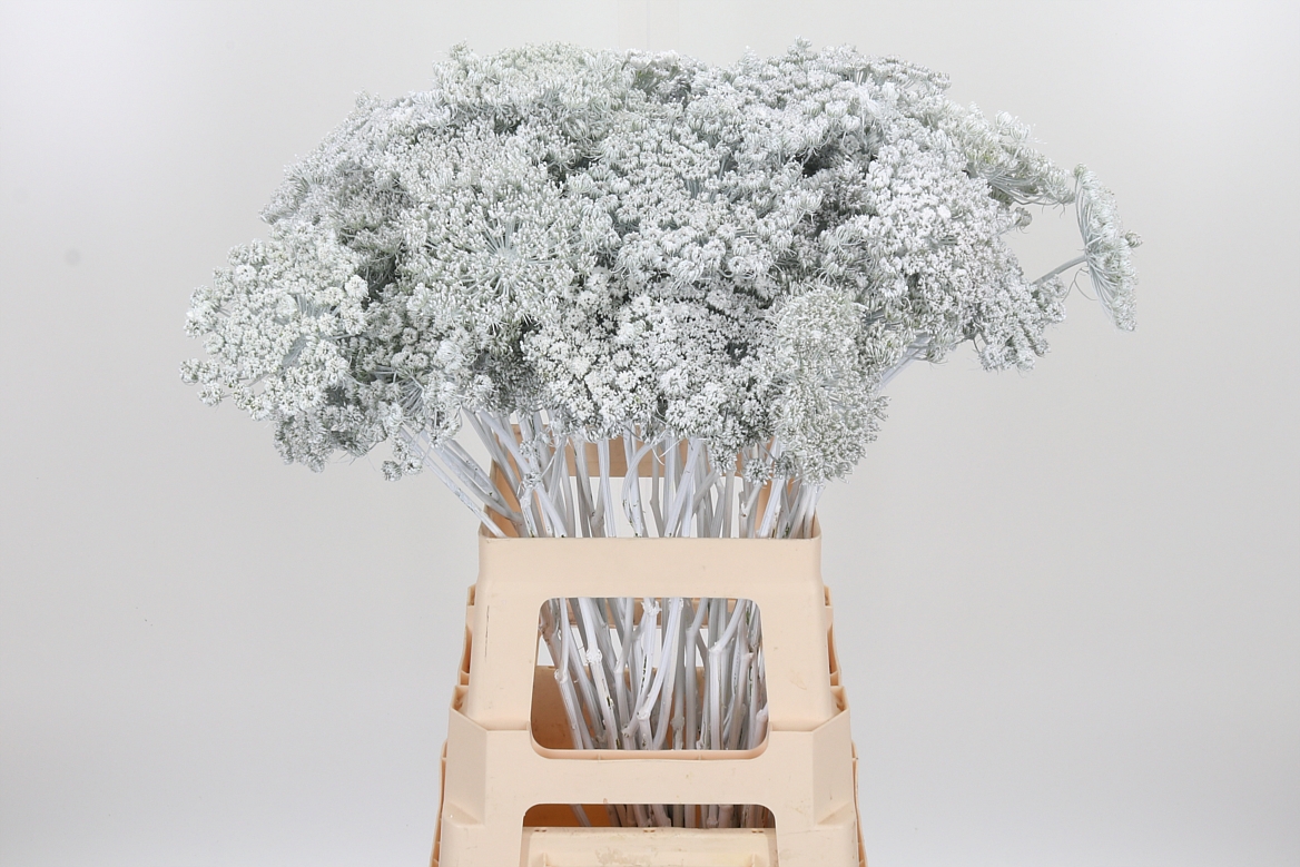 Ammi Painted White 70cm