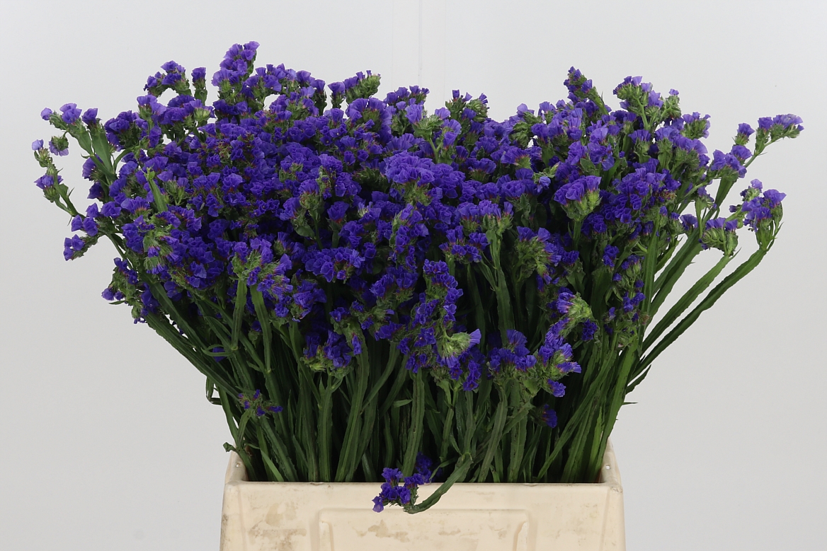 Limonium Sinuatum Marina Violet 40cm 75gr.