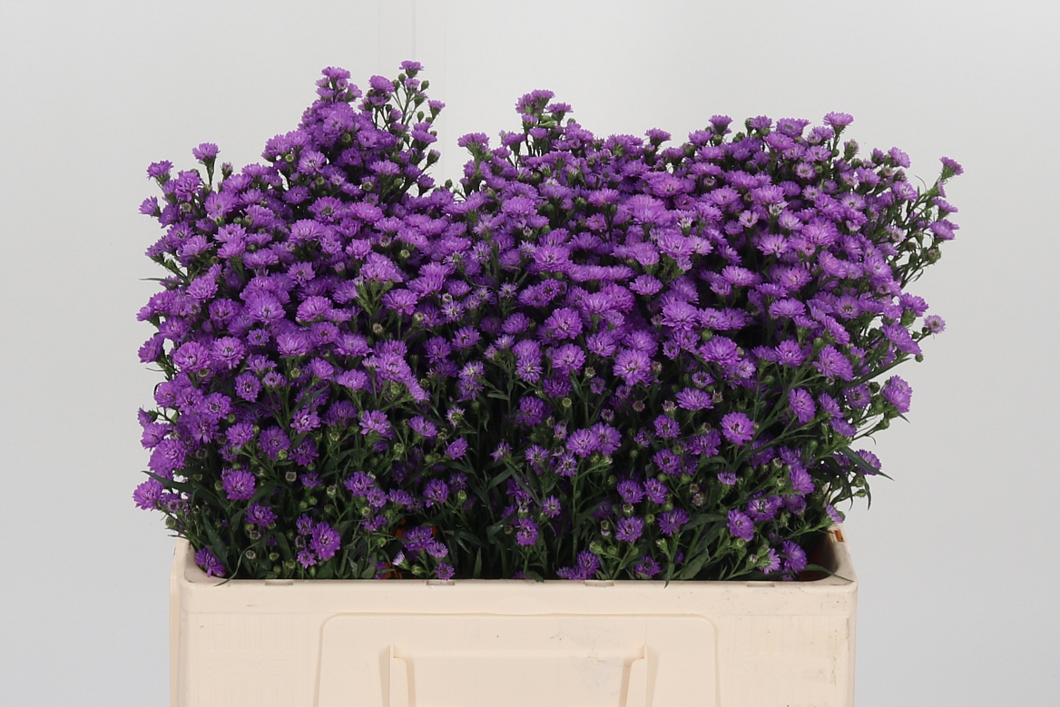 Aster Astee Mini Baby Pink 55cm 15gr.