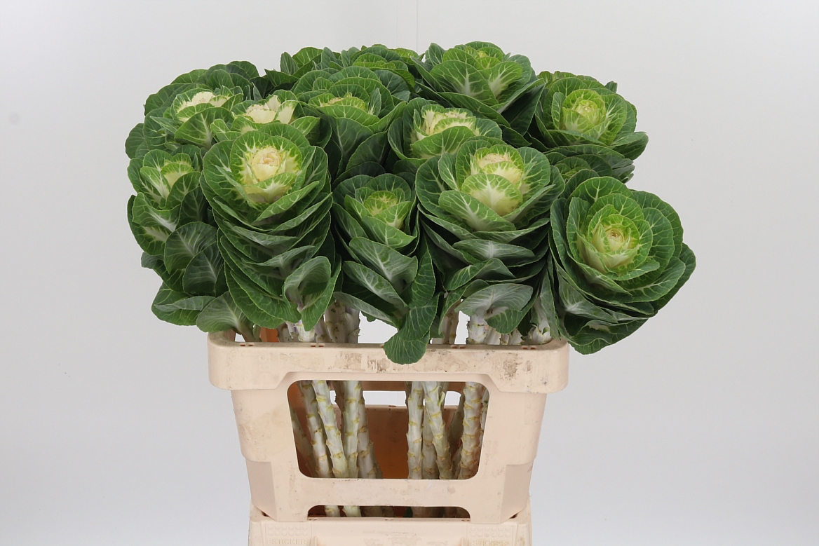 Brassica White Crane 60cm