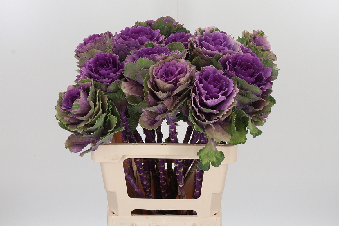Brassica Red Crane 60cm