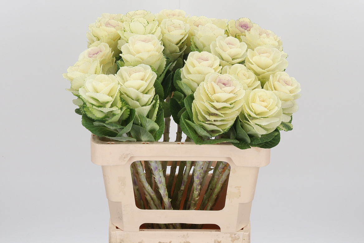 Brassica White Crane 55cm