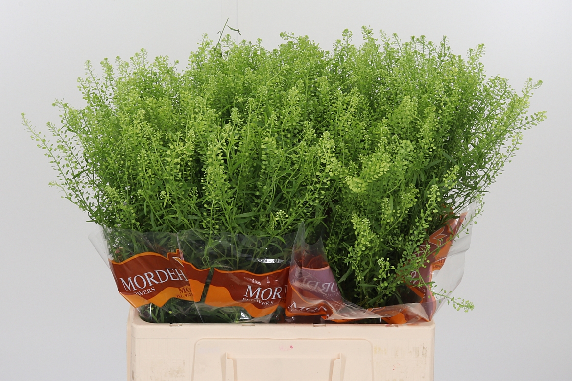 Lepidium Ruderale Green Bell 65cm 10gr.