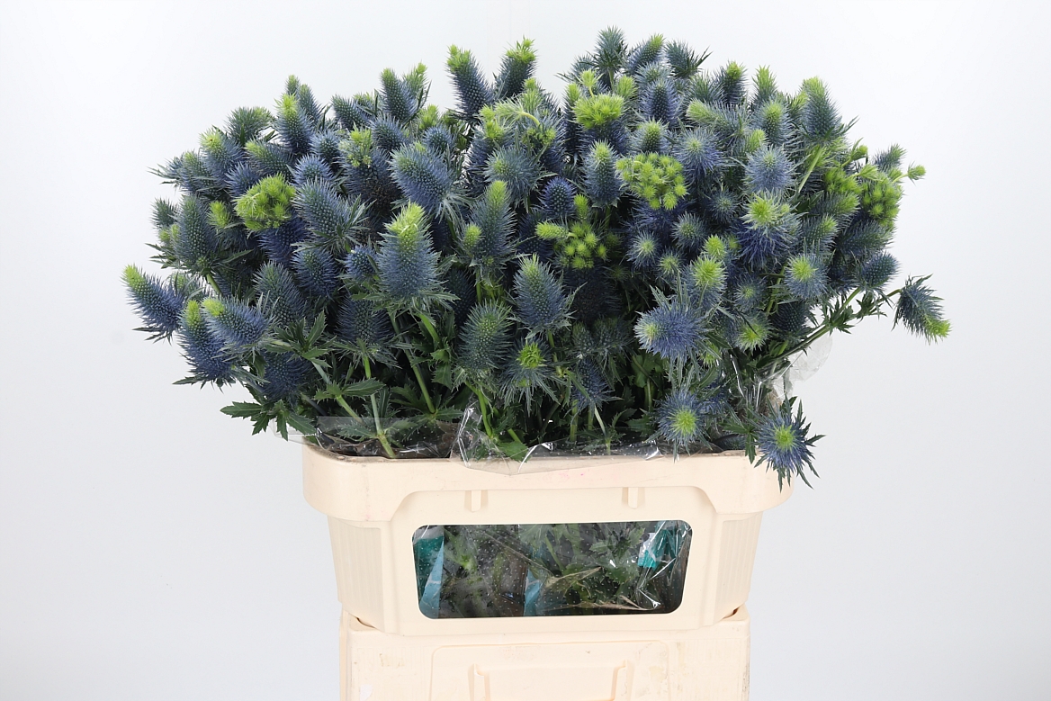 Eryngium Supernova Questar 80cm