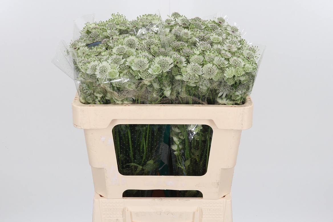 Astrantia Billion Stars Xl 50cm