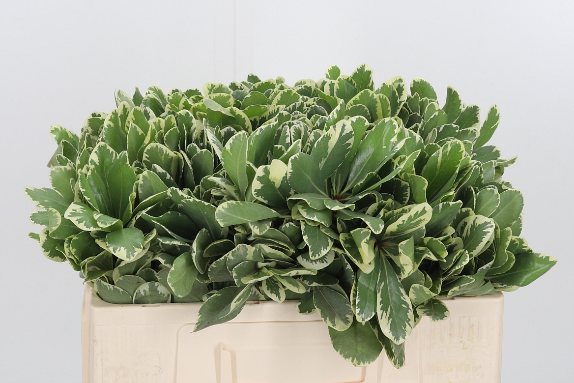 Pittosporum Tobira Ilan 50cm