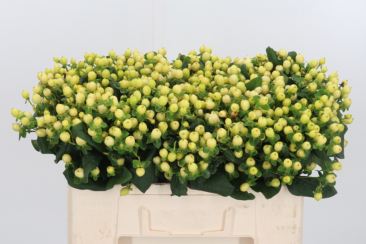 Hypericum Magical Snowprince 50cm