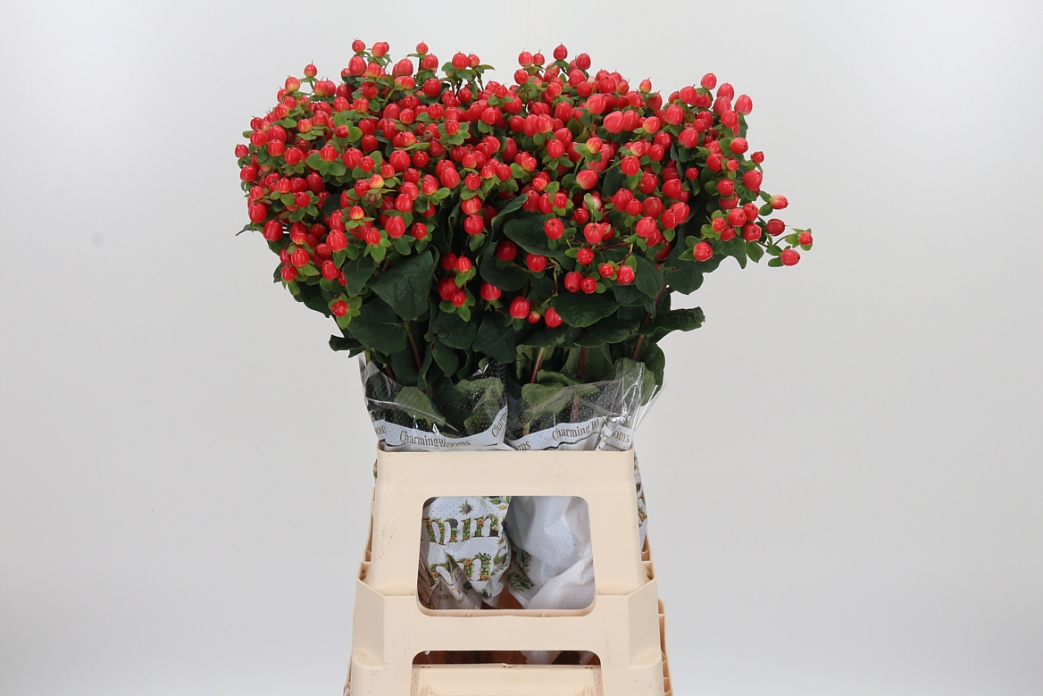 Hypericum Pacific Red Dolly 70cm