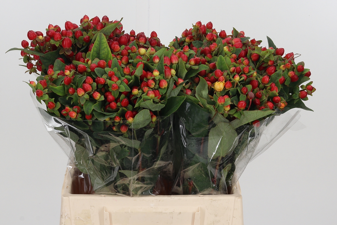 Hypericum Magical Triumph 40cm