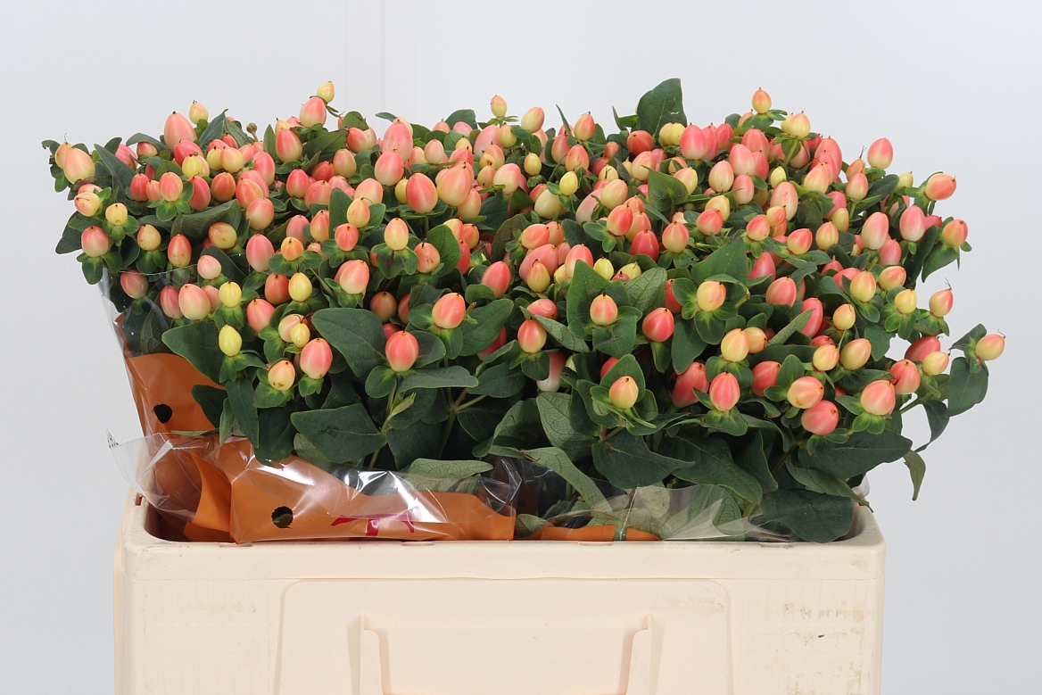 Hypericum Magical Royal Princess 50cm