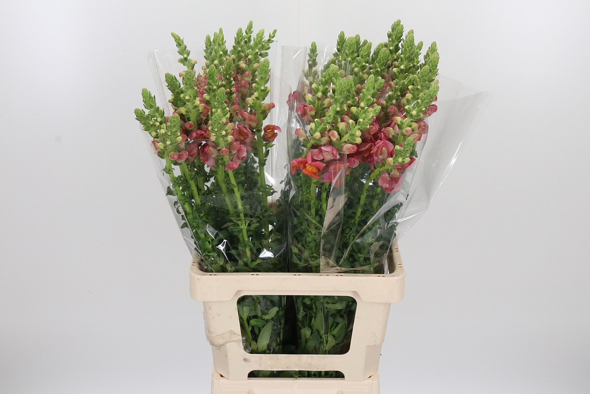 Antirrhinum Potomac Dark Orange 70cm