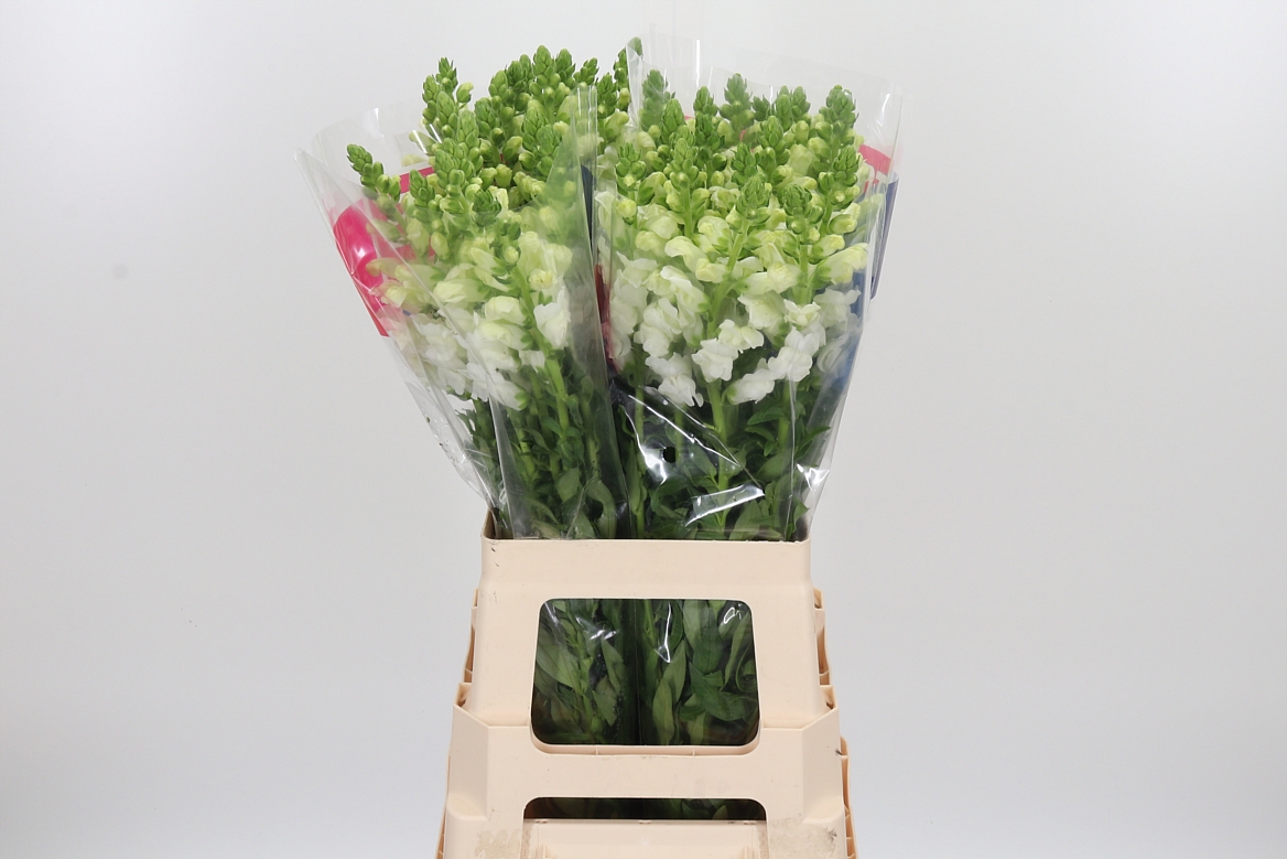 Antirrhinum Maryland White 70cm