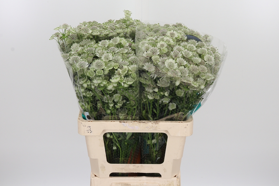 Astrantia Billion Stars Xl 60cm
