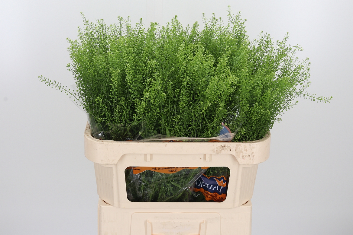 Lepidium Ruderale Green Bell 70cm 15gr.