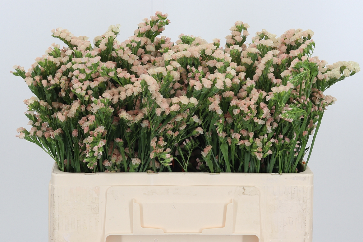 Limonium Sinuatum Lucia Apricot+ 40cm 75gr.