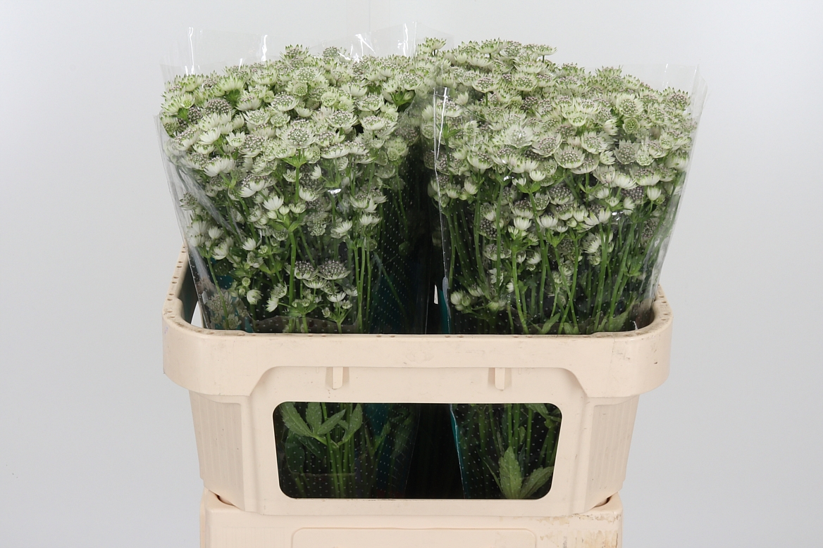 Astrantia Billion Stars 70cm