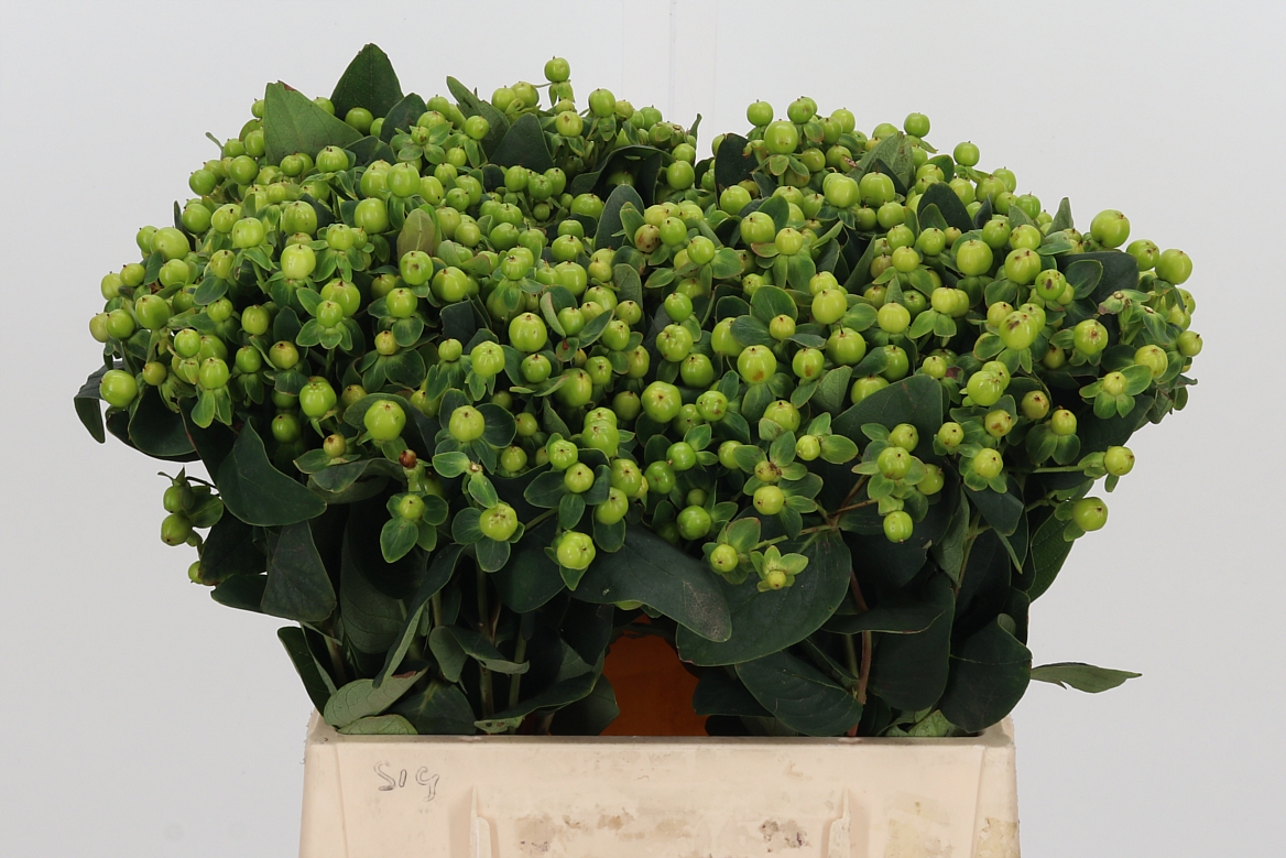 Hypericum Magical Green Reviva 40cm