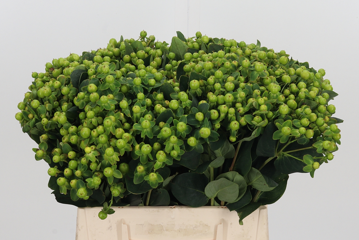Hypericum Magical Green Reviva 40cm