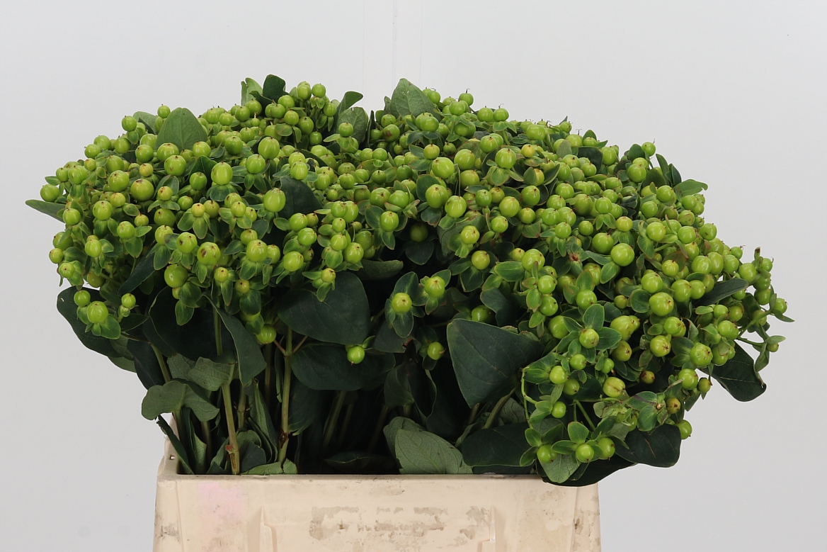 Hypericum Magical Green Reviva 40cm