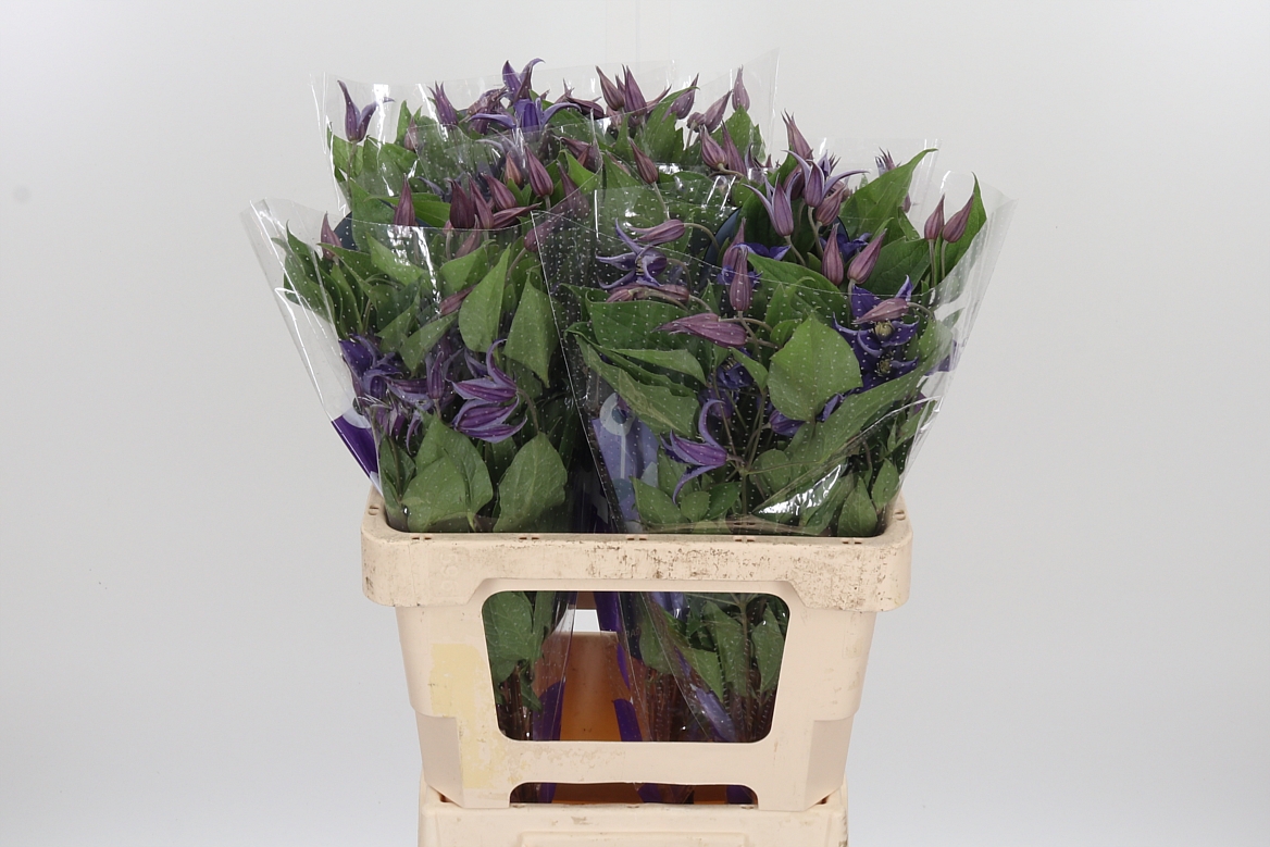 Clematis Blue Pirouette 60cm