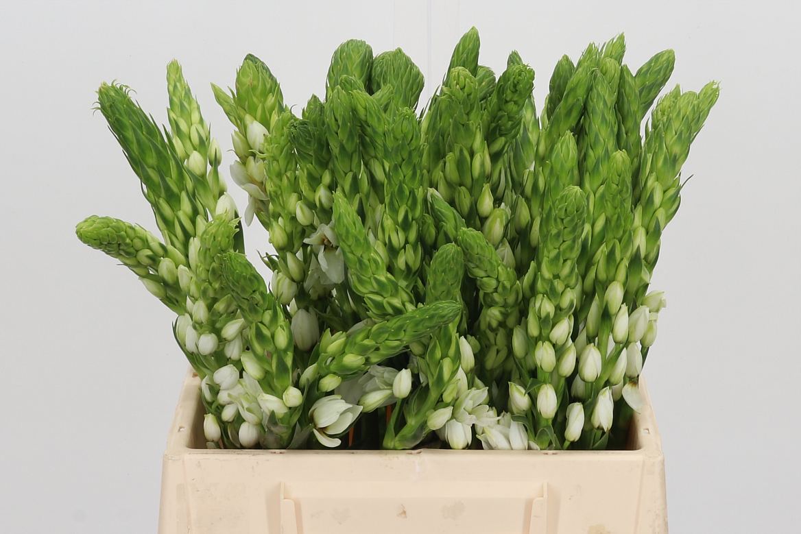 Ornithogalum Thyrsoides Milky Way 40cm