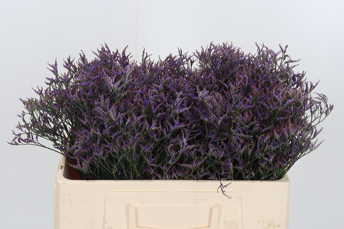 Limonium Safora Dark Blue 50cm 10gr.
