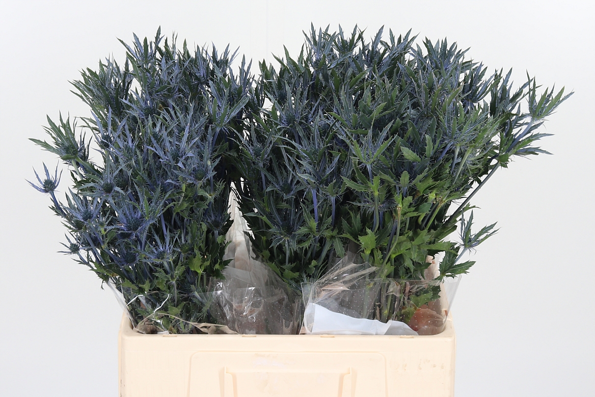 Eryngium Pacific Blue Stripe 60cm