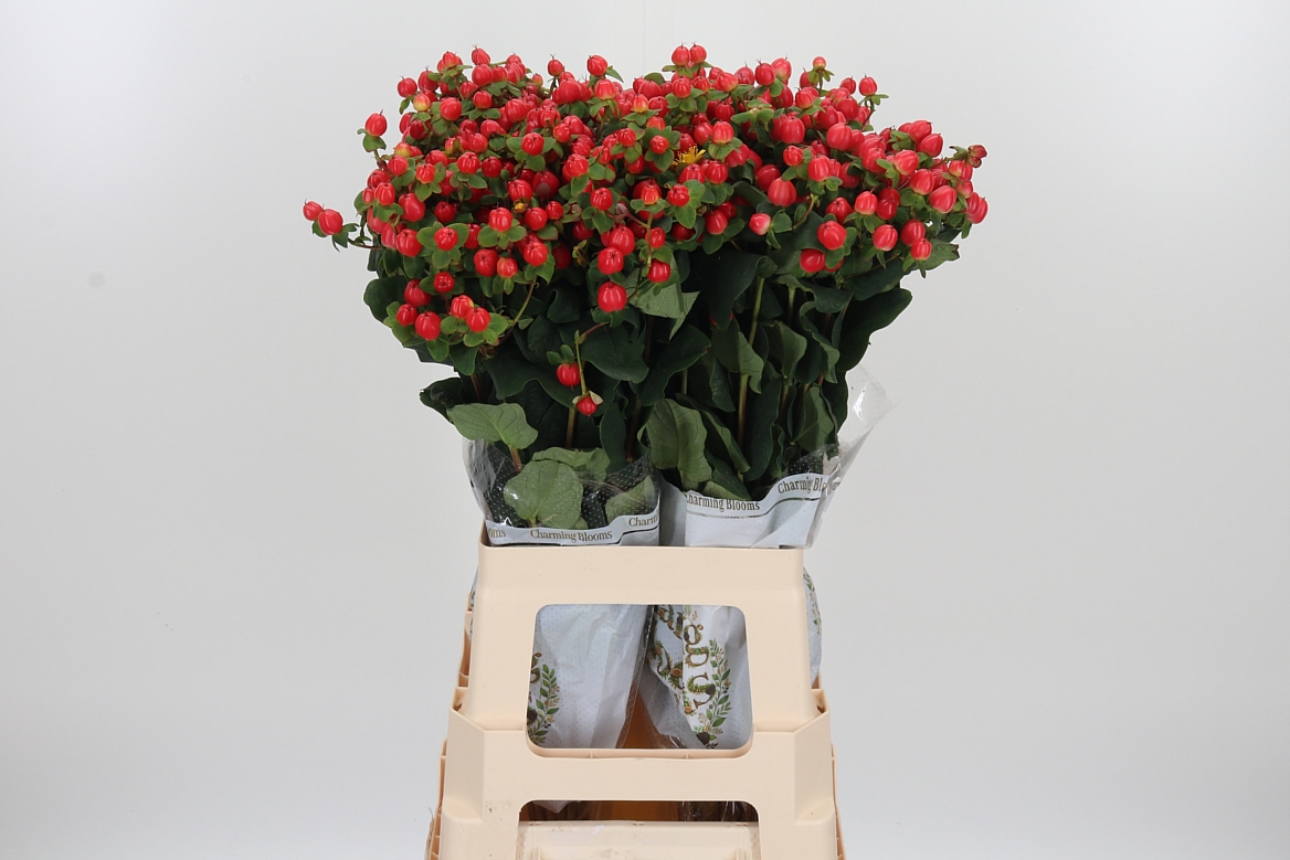 Hypericum Pacific Red Dolly 70cm